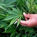 Marihuana z Bieszczad w Garwolinie. Handlarze zatrzymani