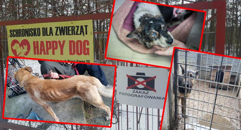 „Schronisko w Sobolewie to mordownia” Właściciel: „To pomówienie”