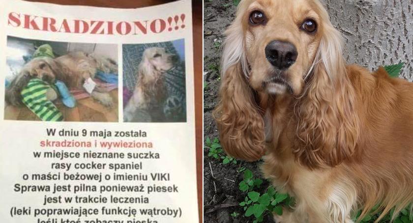 Ich chora suczka została porwana – szukają świadków