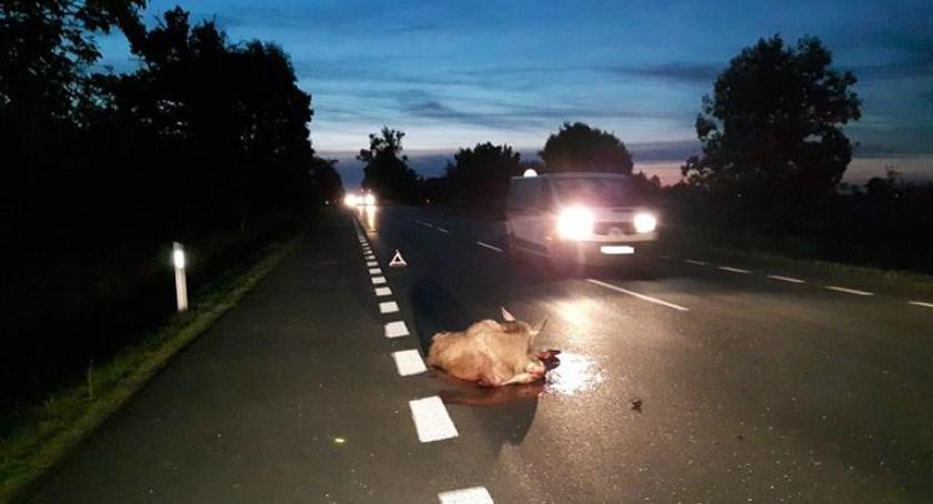 Ponad 20 zdarzeń drogowych z dzikimi zwierzętami!