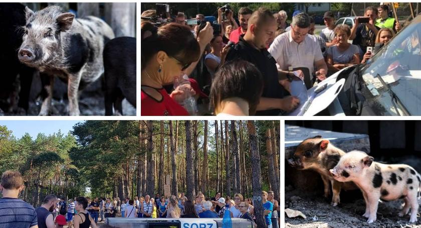 Cyganówka – Nie pozwalają na uśpienie zwierząt!