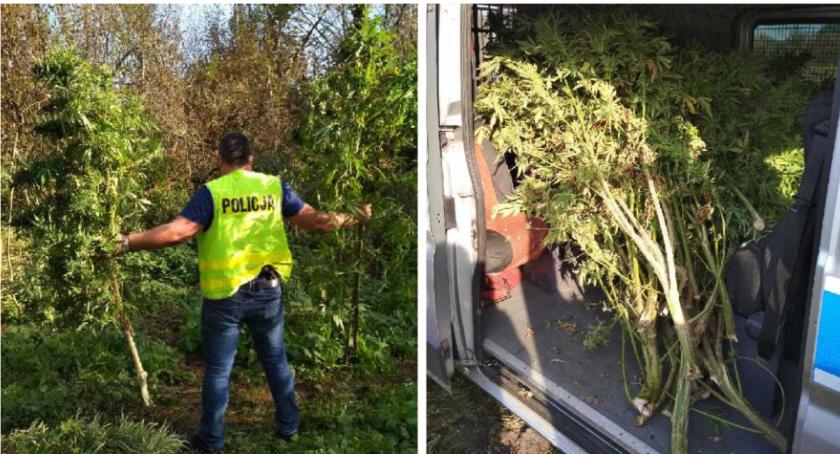 Policjanci przejęli plantację konopi