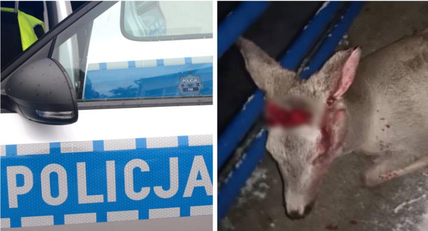 Potrącone zwierzę leżało kilka godzin bez pomocy – Kto jest winny?