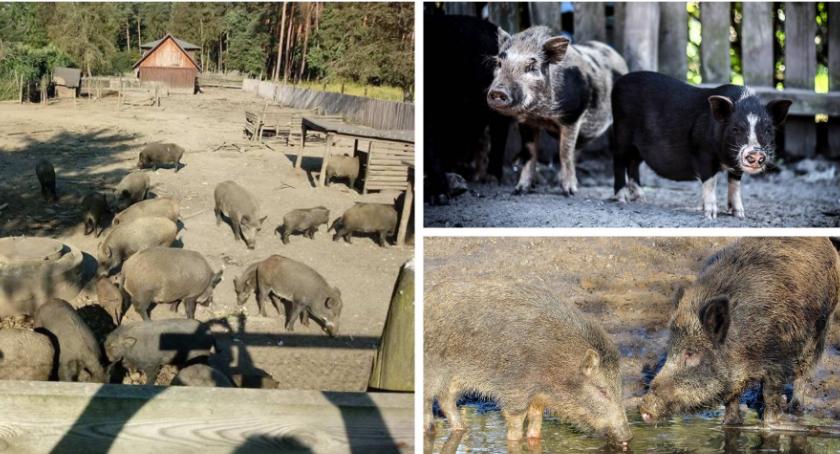 Dziki z Cyganówki zostały zastrzelone – walka z ASF trwa