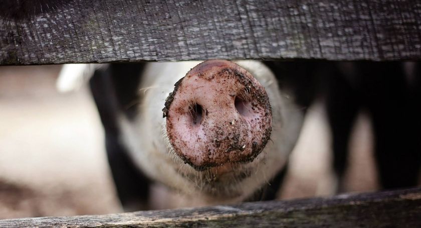 Dwa ogniska ASF w powiecie - blisko 100 świń zarażonych