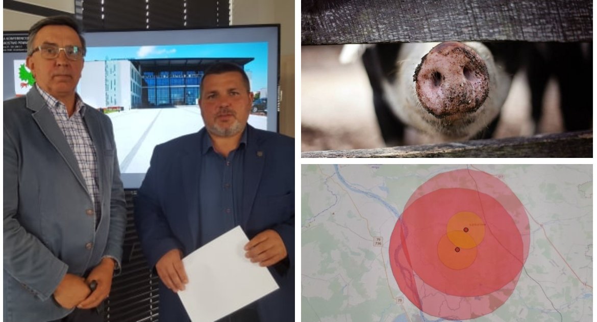 Uśmiercono ponad 130 świń – Likwidacja ognisk ASF w powiecie