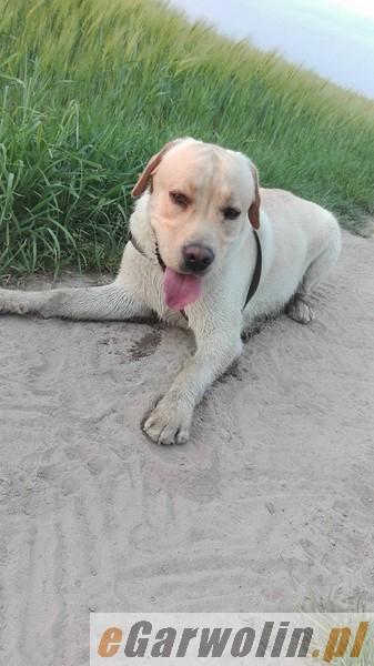 Zaginał labrador. Brutus musi przyjąć leki! Dla znalazcy nagroda