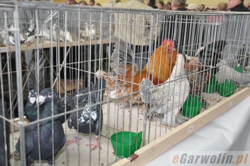 Wystawa Gołębi oficjalnie otwarta