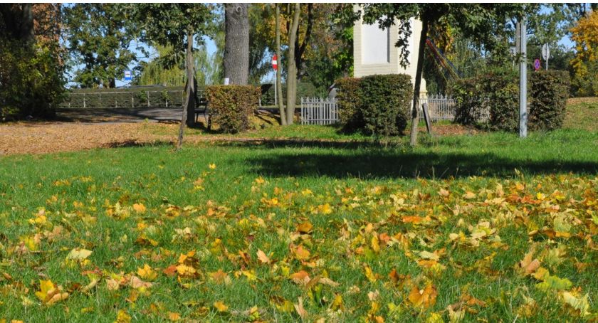 Nie będą grabić liści w mieście – Apel do mieszkańców
