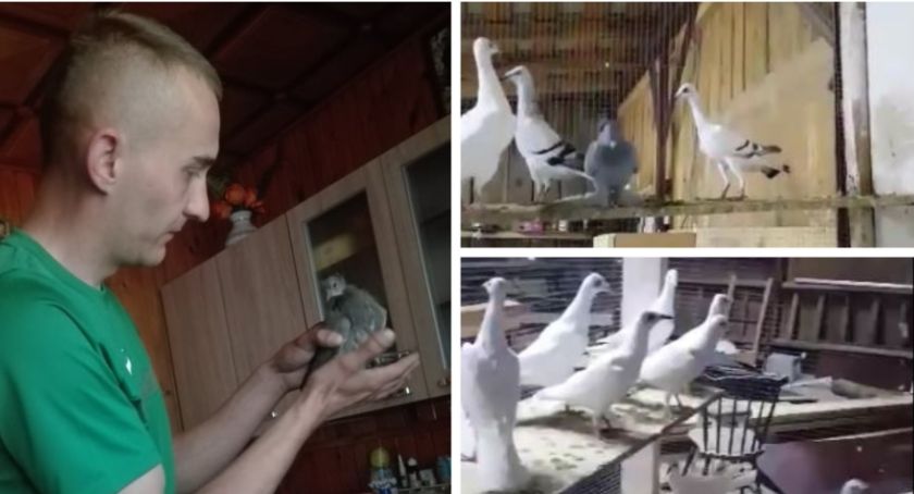 20 lat pracy na marne – Kradzież i wysoka nagroda za wskazanie miejsca pobytu gołębi! Video