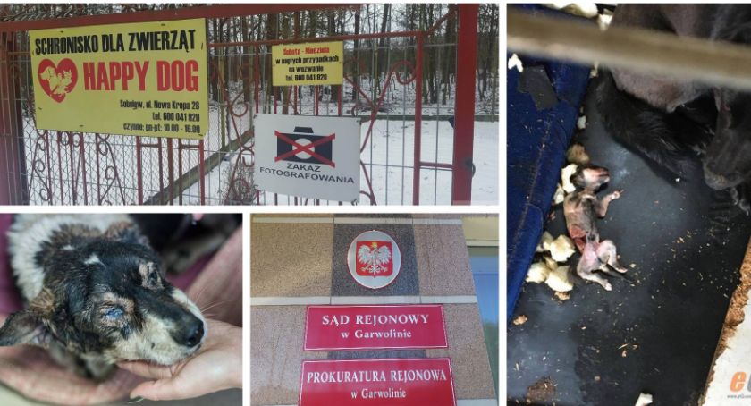 Wiele cierpienia – Właściciel schroniska oskarżony – Czy to da do myślenia urzędnikom?