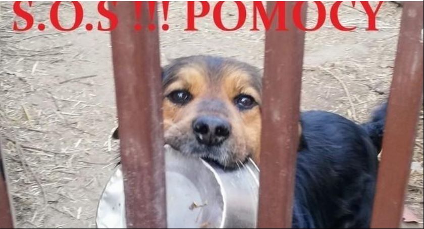 Fundacja Tymczasowa Kanapa prosi o pomoc