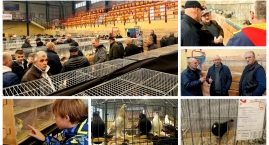 Ten weekend należał do gołębi! 