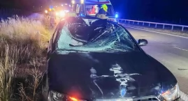 Wypadek na S17. Łoś wtargnął na drogę, zderzenie z a…