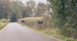 Niesamowity widok w gminie Miastków Kościelny! Czter…