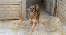 Problem bezdomnych psów tematem dyskusji na sesji. J&hellip;