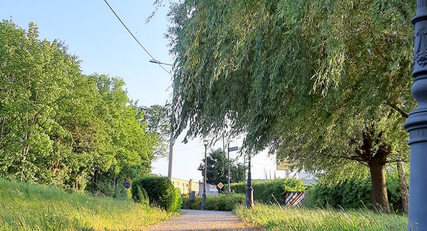 Nieprzycięte krzewy i drzewa w Bytowie