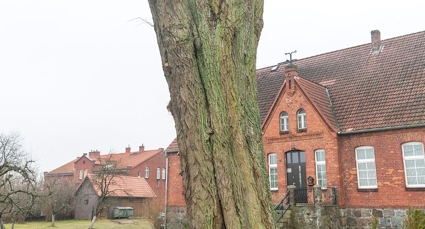 W Borzytuchomiu przycięto lipy