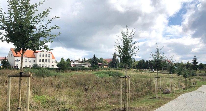 Ile kosztuje pielęgnacja drzew w Bytowie?