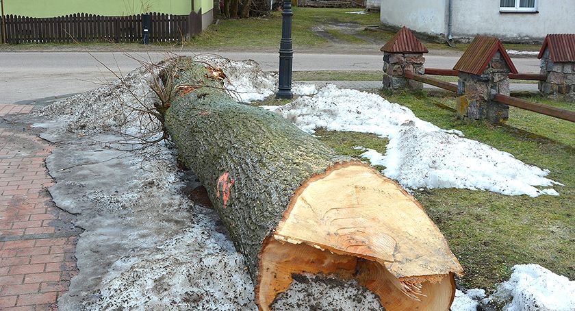 Zamieszanie wokół ściętej lipy w Brzeźnie Szlacheckim