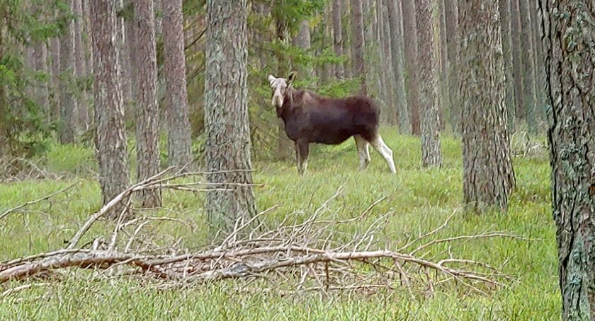 Łosie w okolicach Oborowa i Chośnicy