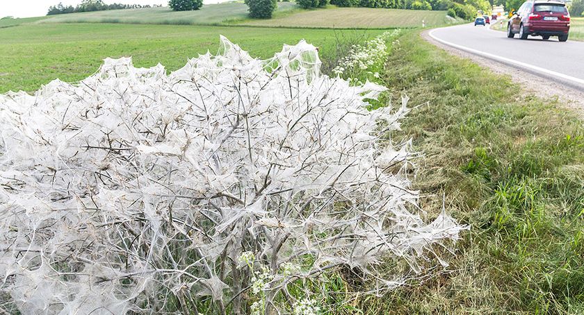 Gąsienice namiotnika przy drodze wojewódzkiej nr 228