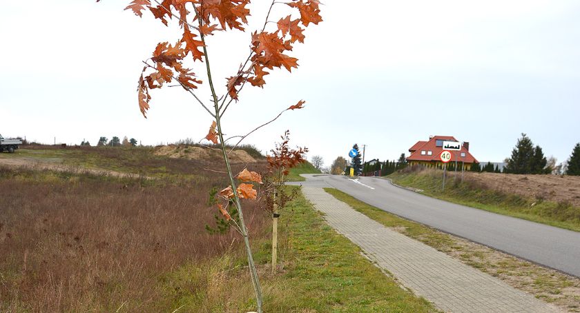 Nowe nasadzenia drzew przy drodze Ciemno - Gliśno Wielkie