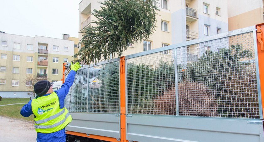 Stawianie żywej choinki na Boże Narodzenie w Bytowie nie ginie