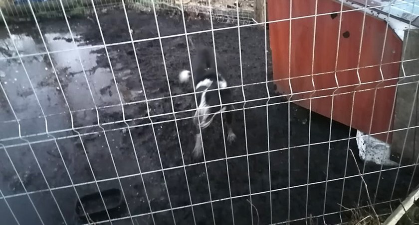 Interwencja w sprawie psa w Sierznie. Czy sprawa ma też drugie dno?