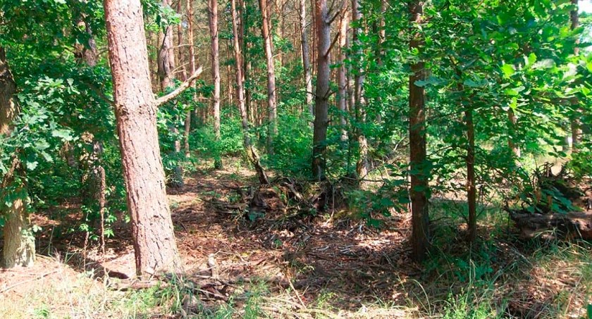 Recepta na drogi opał? Gmina Tuchomie uruchamia sprzedaż drewna z samorządowych lasów