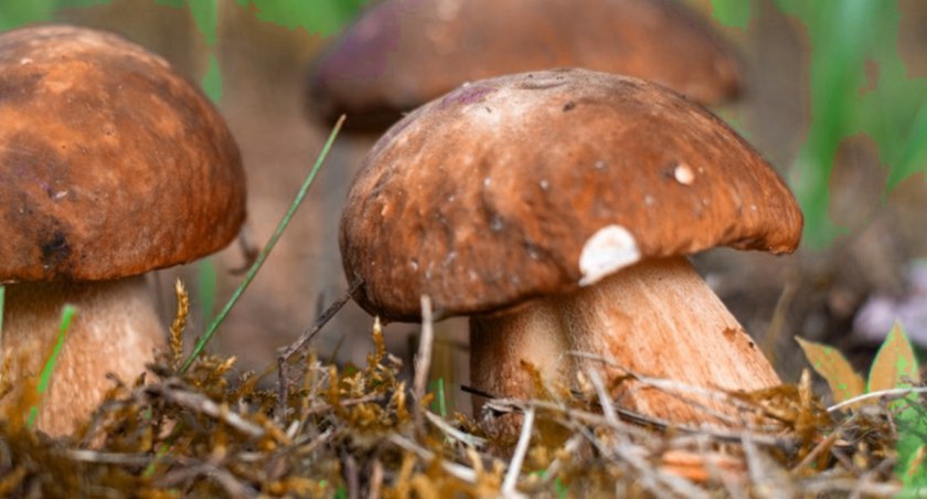 Wielkie grzybobranie w Parchowie
