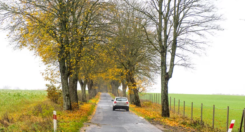 Co z wycinką 800 drzew? Prace nad przebudową drogi Kołczygłowy - Trzebielino będą kontynuowane