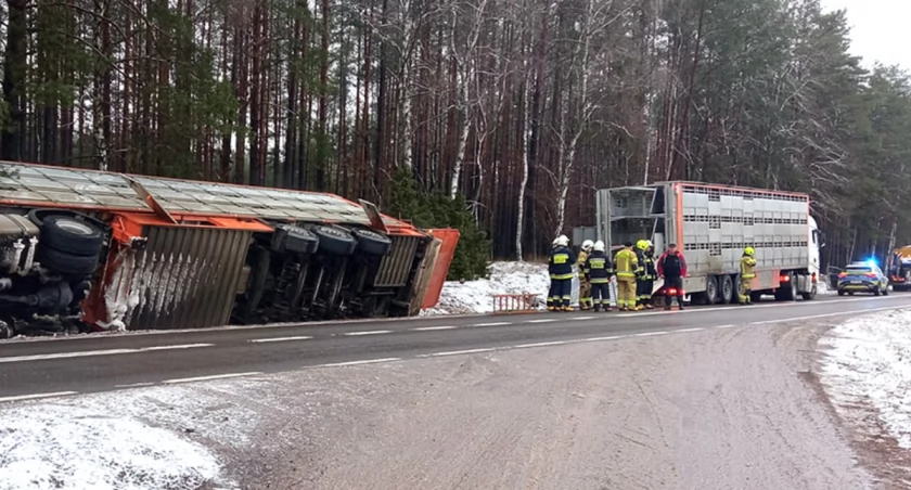 Na wysokości Karpna ciężarówka wjechała do rowu. Przewoziła ok. 170 świń