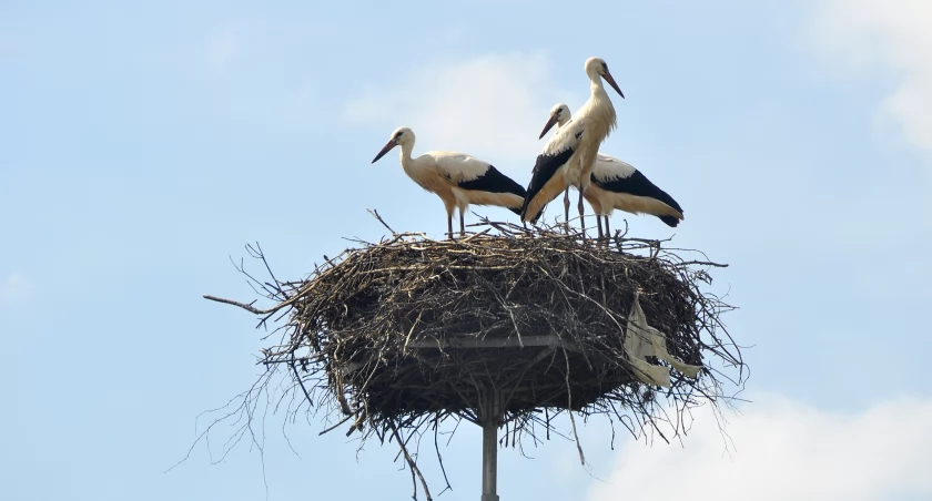 Bociany opuszczają Kaszuby coraz wcześniej