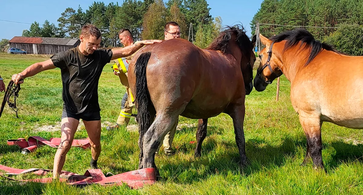 Koń utknął w rowie melioracyjnym