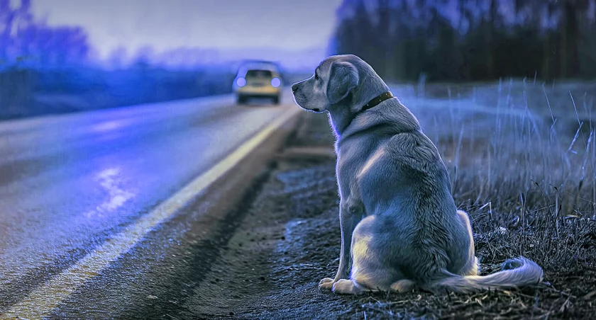 Potrącenie psa w Jezierzu. Auto uszkodzone, zwierzę wymagało opieki