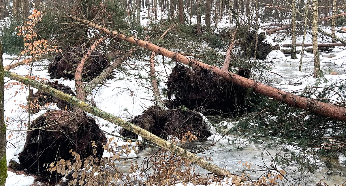 Śniegołomy w bytowskich lasach. Starosta interweniuje u wojewody