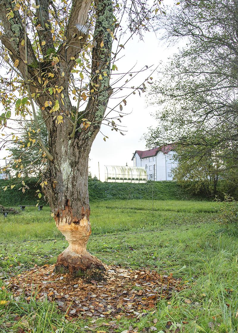 Bobry koło szkoły