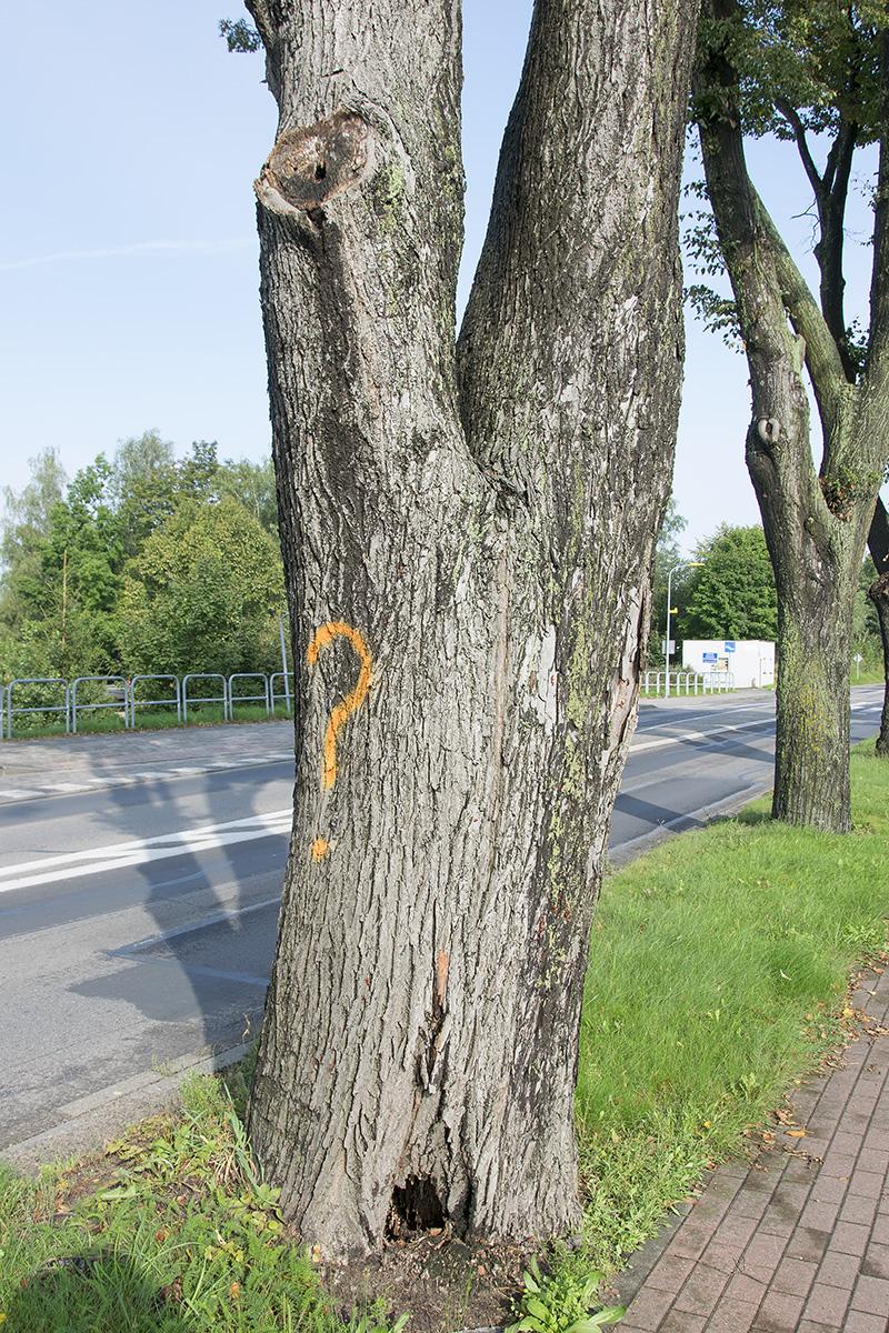 Pusta lipa na Lęborskiej