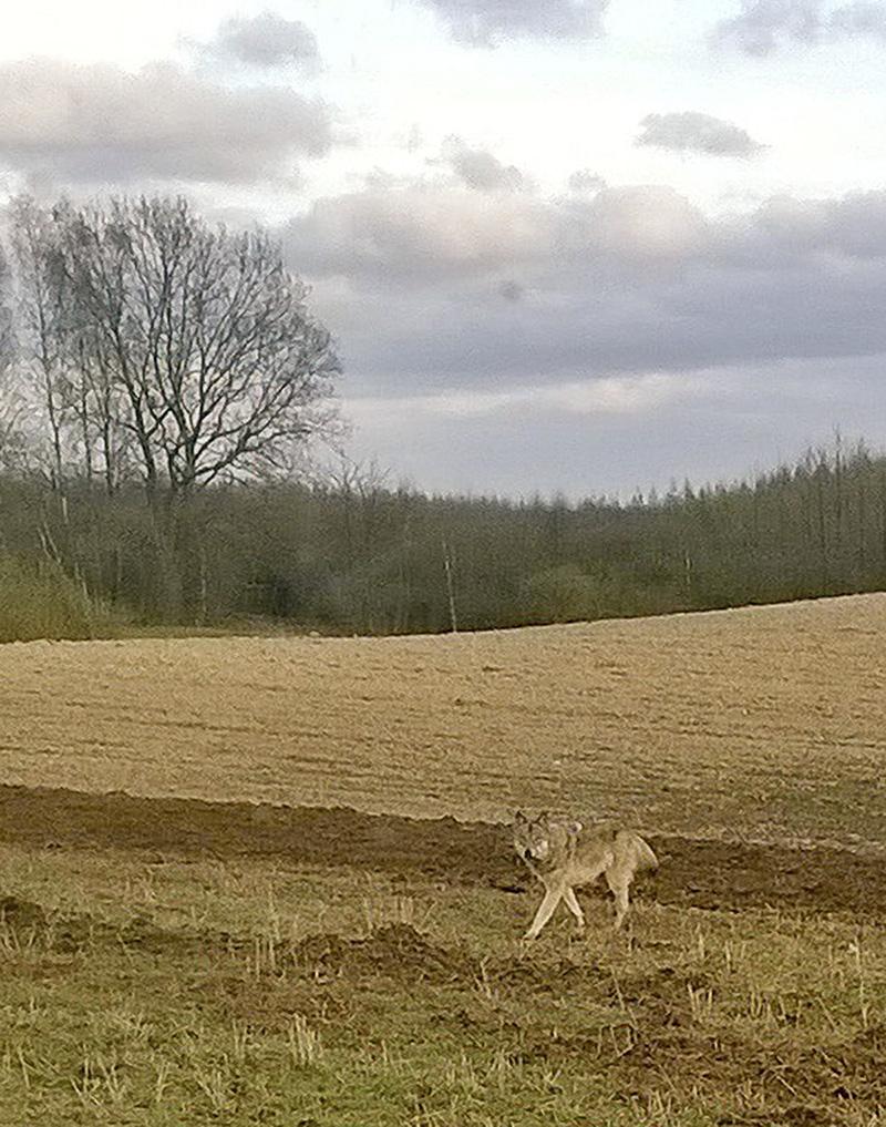 Niecodzienne spotkanie na polu