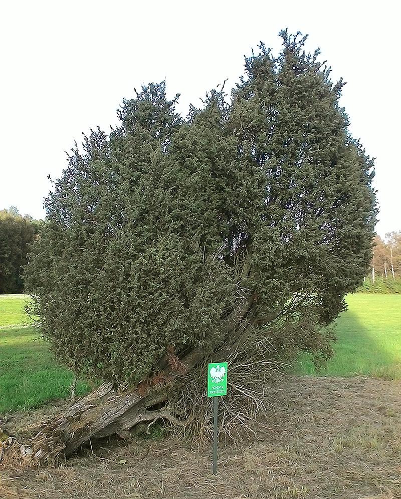 W obwodzie ma 125 cm, a obok tabliczkę