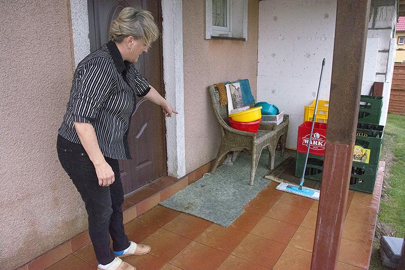 Czy to wilki atakują psy?