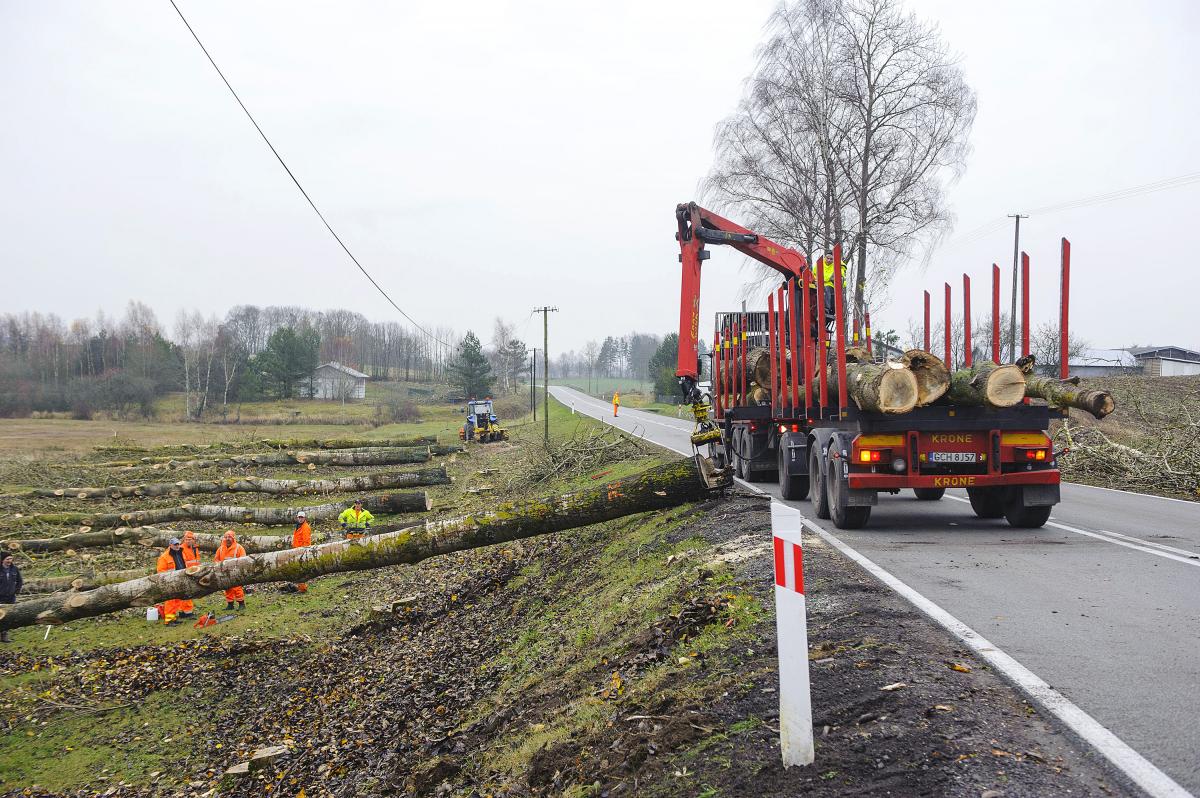 Jarząb zamiast topoli