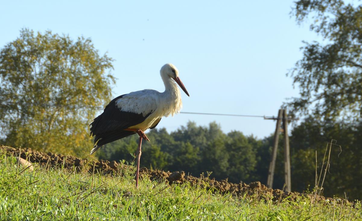 Zabite, porzucone na drodze