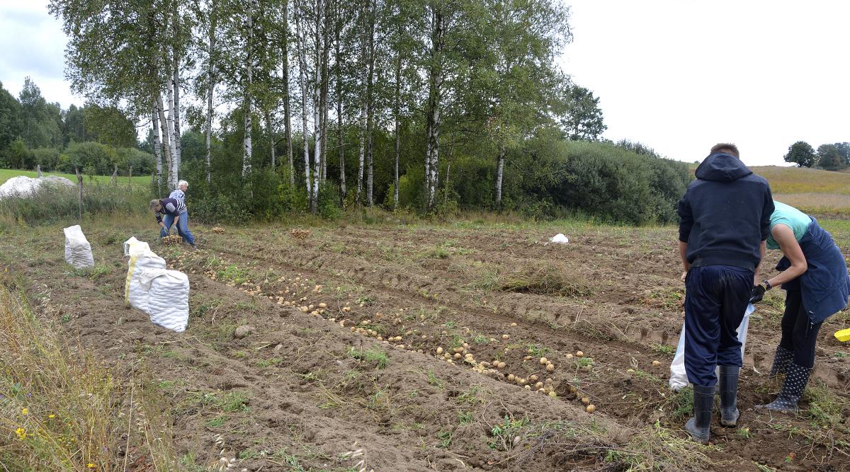 Wykopki na półmetku