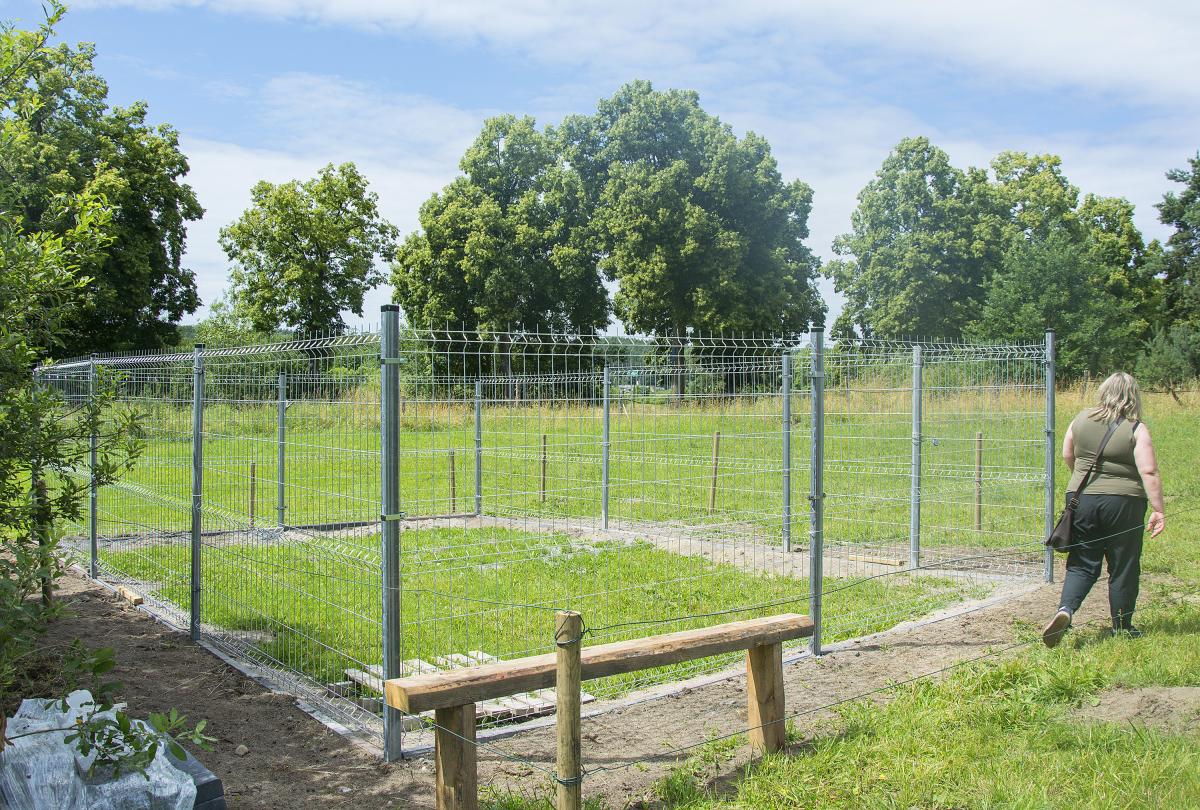 Pomogą bezdomnym psom