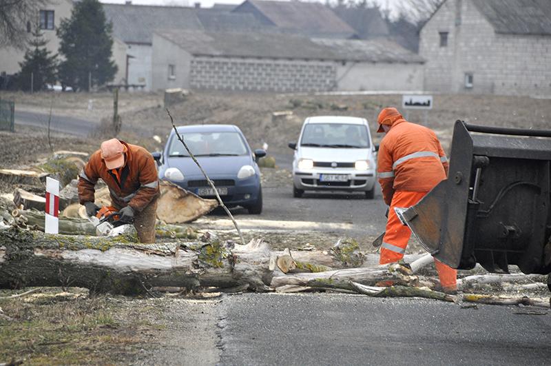 Powiat. Wycinają stare, chore i ...