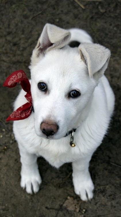 Zaginął młody labrador. Nagroda dla znalazcy
