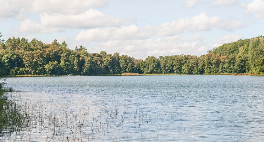 Roślina uznana za wymarłą rośnie w Jeleniu