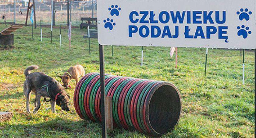 Azyl w Przyborzycach z nowym wybiegiem